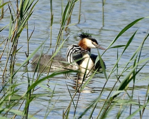 great crested grebe